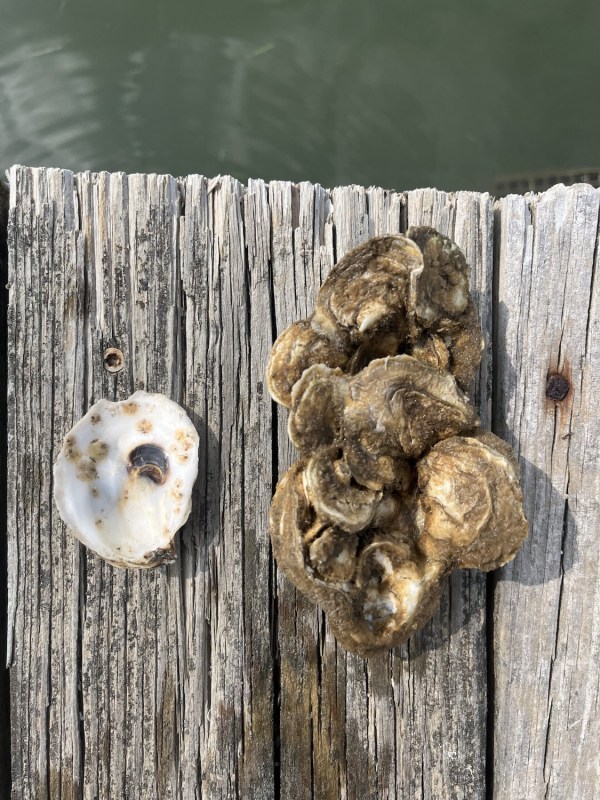 Oysters on a wooden dock