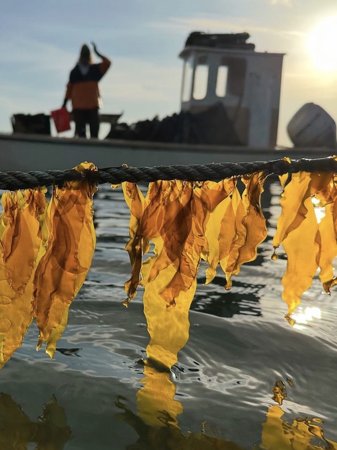 Seaweed hanging off a line with a boat in the background