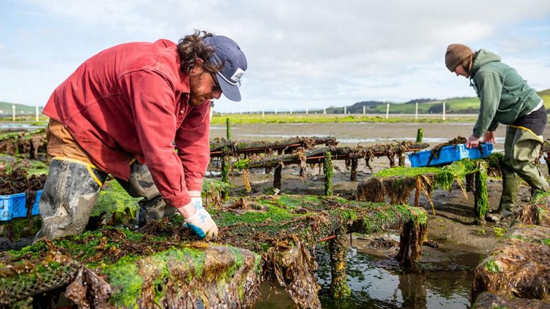 Men harvesting seaweed