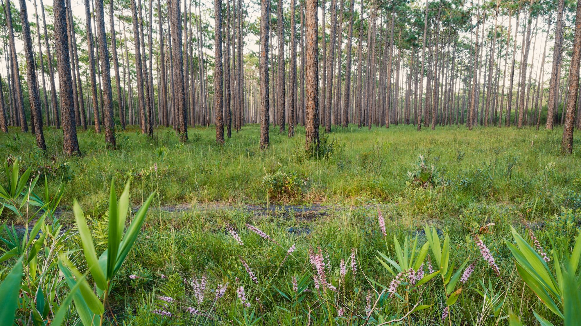 A pine forest with a ground cover of flowers