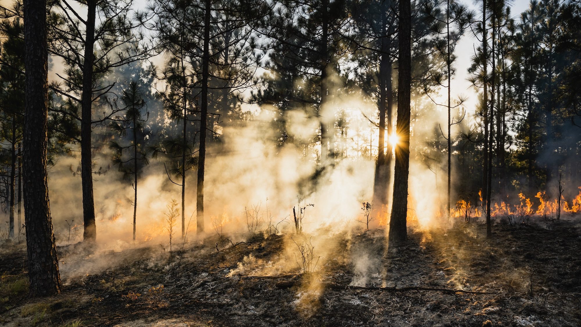 a pine forest with a line of fire and light filtering through the smoke