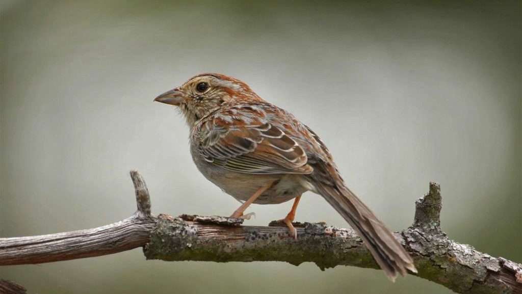 a small brown bird perched on a branch