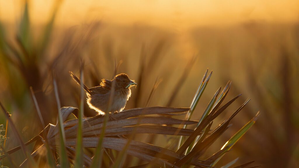A sparrow perched on a palmetto illuminated by the sun