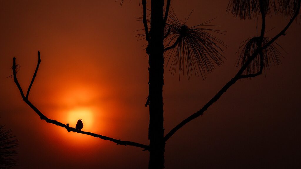 A small bird singing silhouetted against the sun