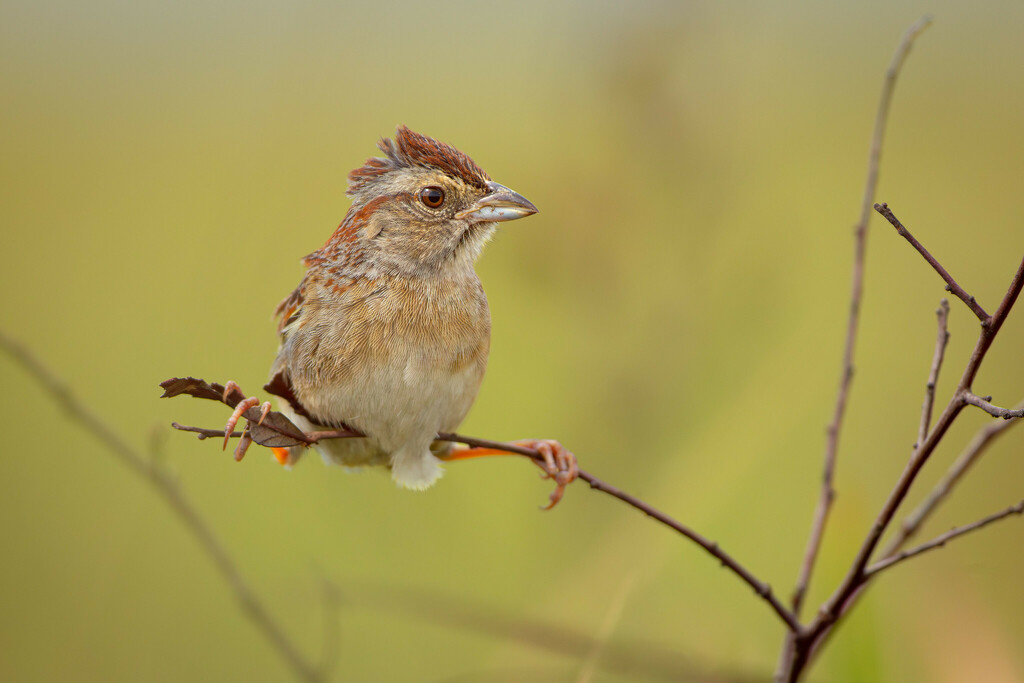 A small brown and buff sparrow perched on a twig with hit's legs at an odd angle