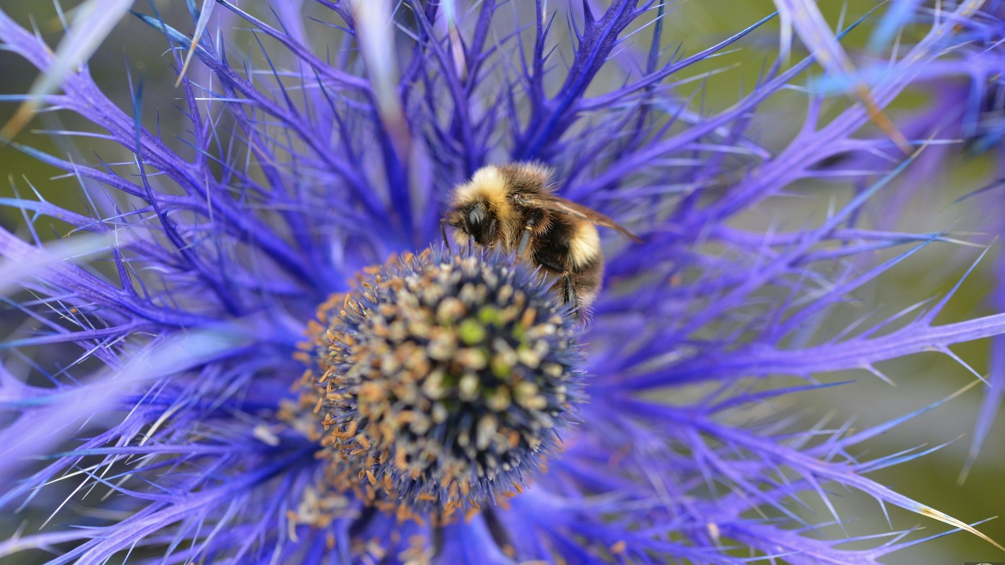 A honeybee at the center of a textured purple flower. 