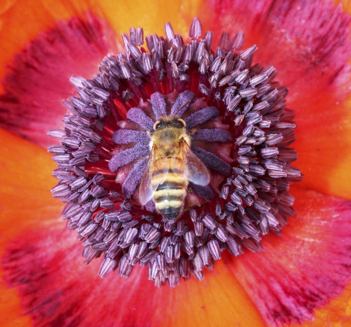 A honeybee at the center of a pink, yellow and purple bloom.