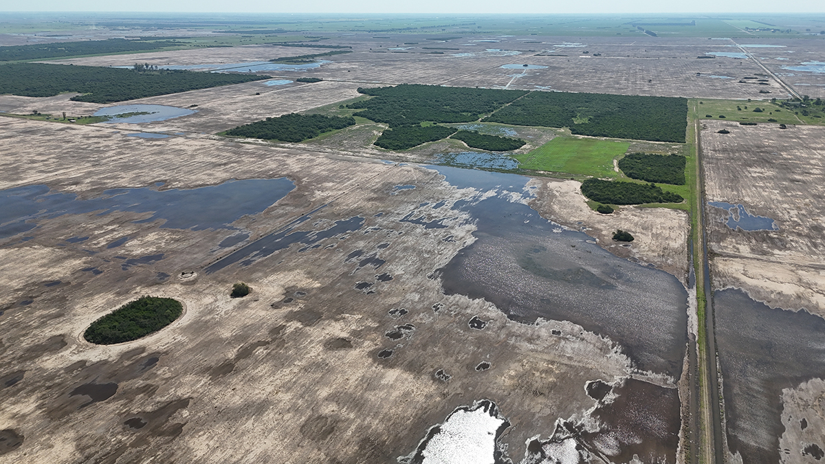 aerial image showing green growing forest restoration plots amidst a landscape of deforestation. 