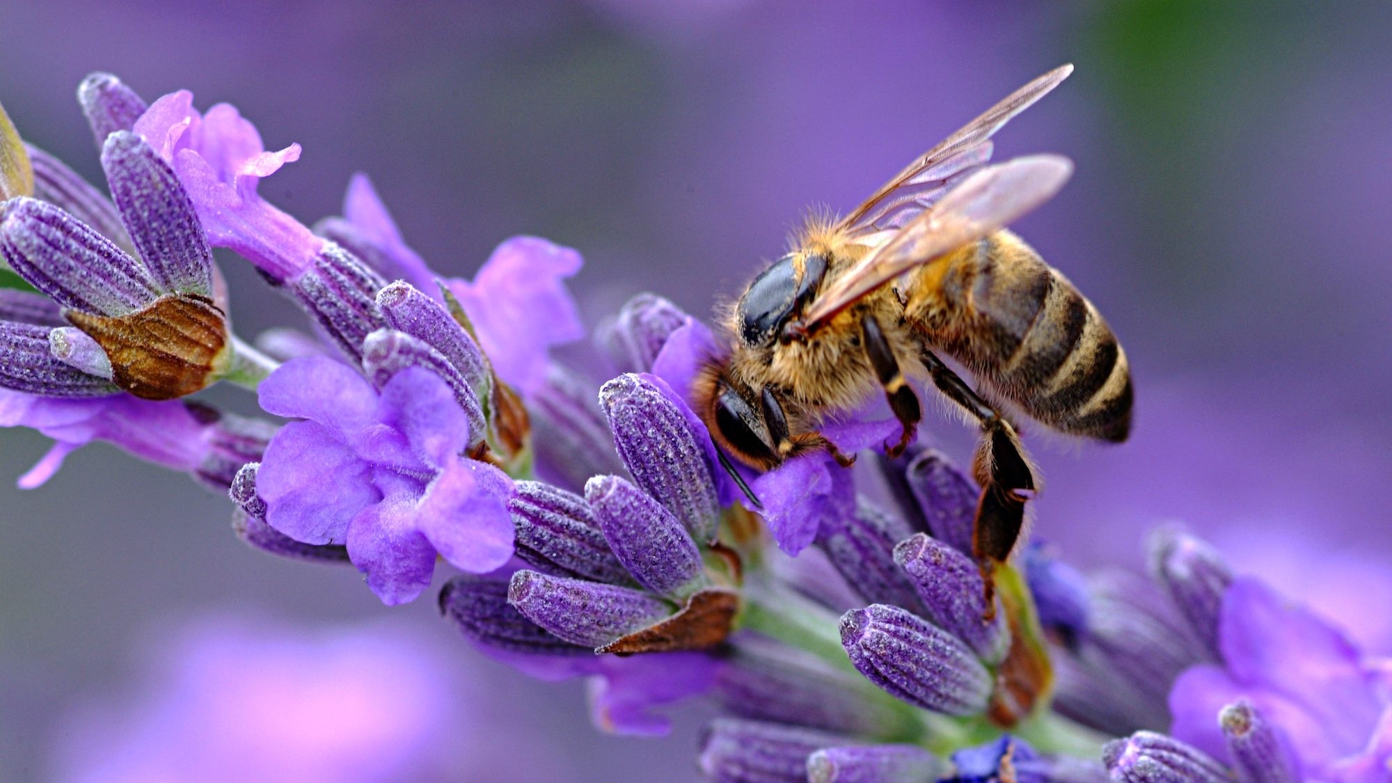 A bee feedin gon lavender blossoms.