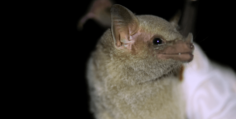 A close up of a bat's face