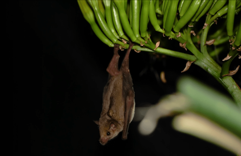 A bag hanging from a flower