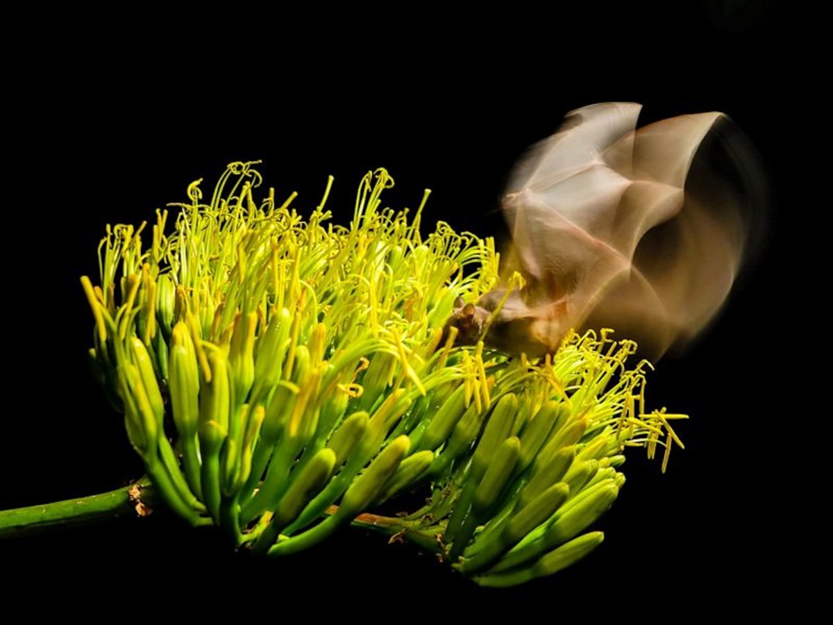 A long nose bat hovering above a yellow flower