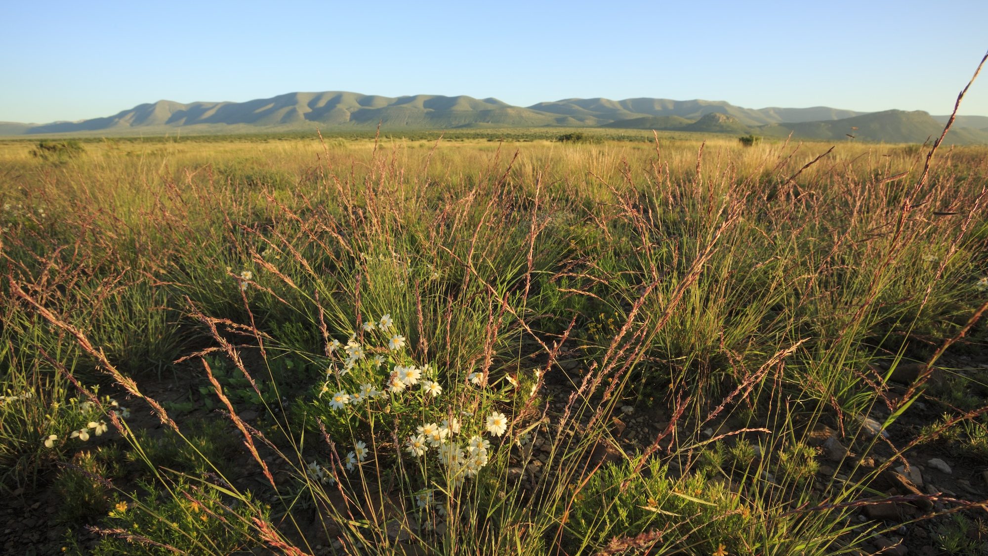 A view of distant mountains with grasslands in the foreground