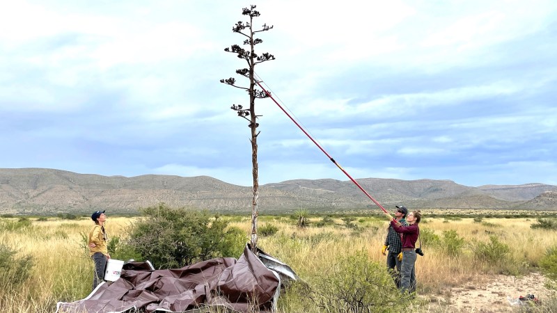 Two people reaching a pole to the top of a flowering agave