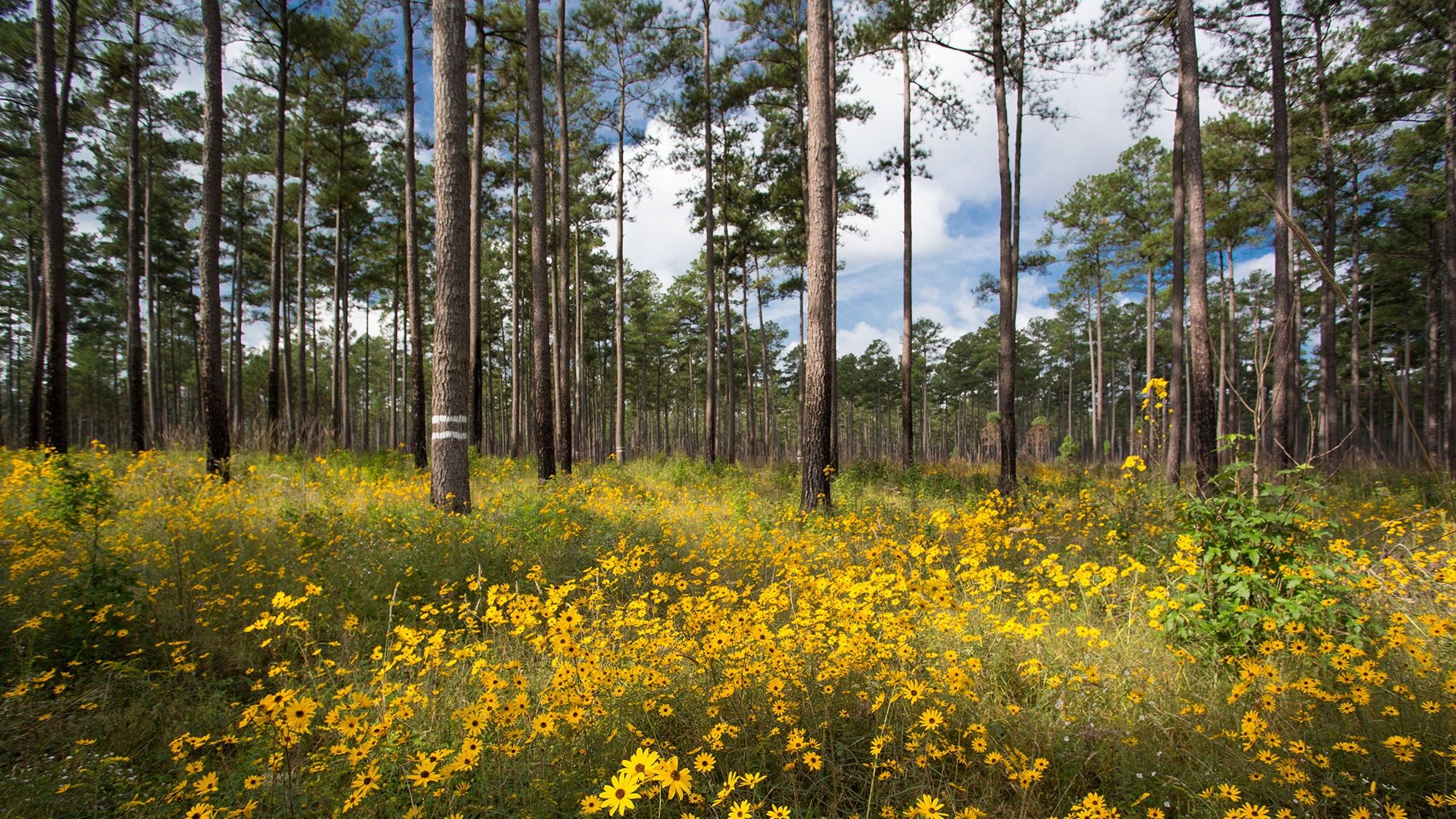 A forest carpeted with yellow wildflowers. 