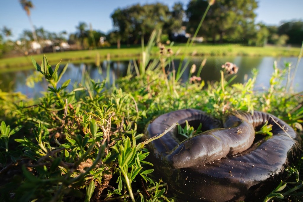 A caecilian curled on the edge of a canal